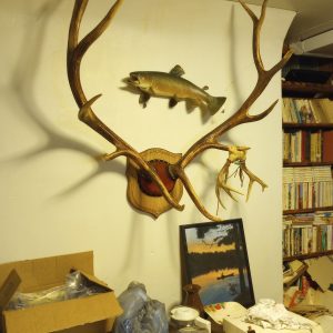 1005121_105127964_elkHorns
