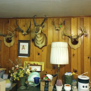 1005154_105812264_4deerhorns