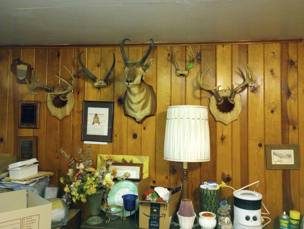 1005154_105812264_4deerhorns