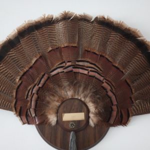 livingroom_145433934_turkeyFeathers02