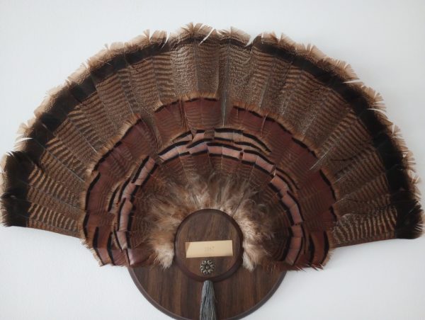 livingroom_145433934_turkeyFeathers02