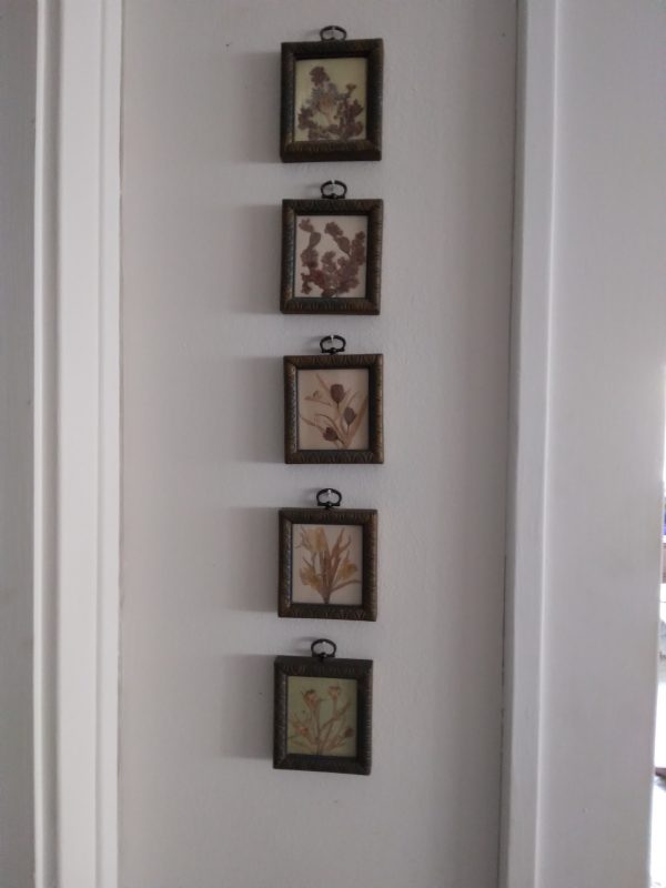 livingroom_20220530_182411_fiveTinyFramePreservedFlower